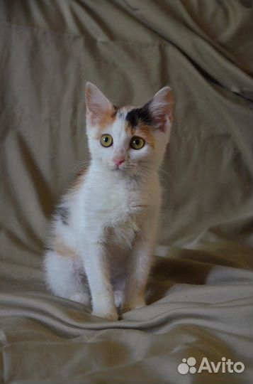 Котенок девочка в добрые руки