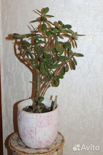 Денежное дерево большое 450р