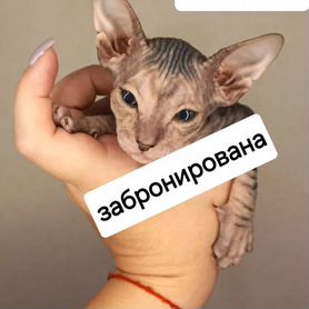 Донской сфинкс котята