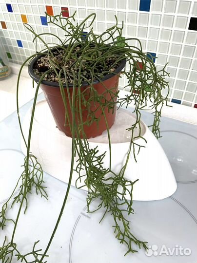 Рипсалис цветок