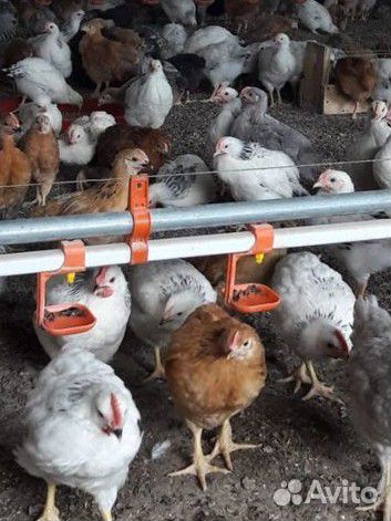 Подрощенные куры Домашние