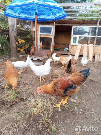 Продаются молодые петушки
