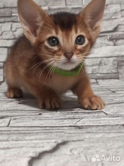 Абиссиночка