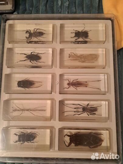 Насекомые и их знакомые коллекция