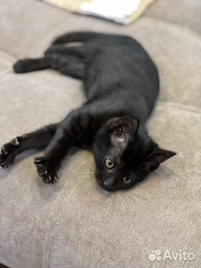 Котята мальчики