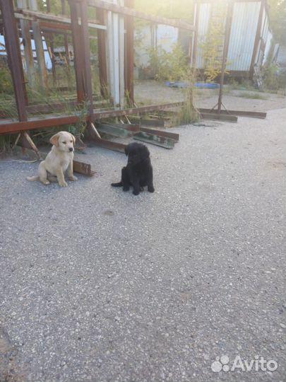 Щенок в добрые руки