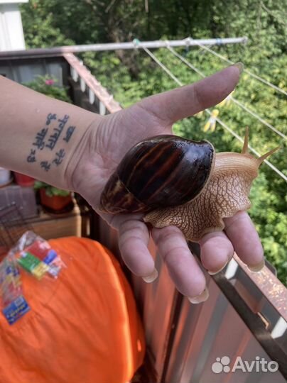 Улитки ахатины