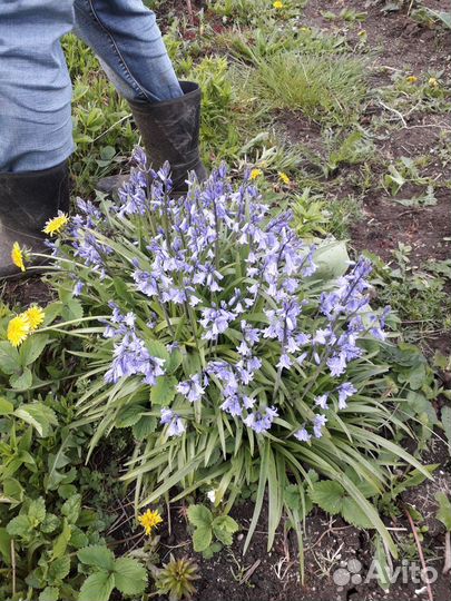 Многолетние цветы