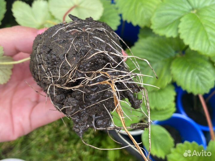 Клубника ремонтантная рассада