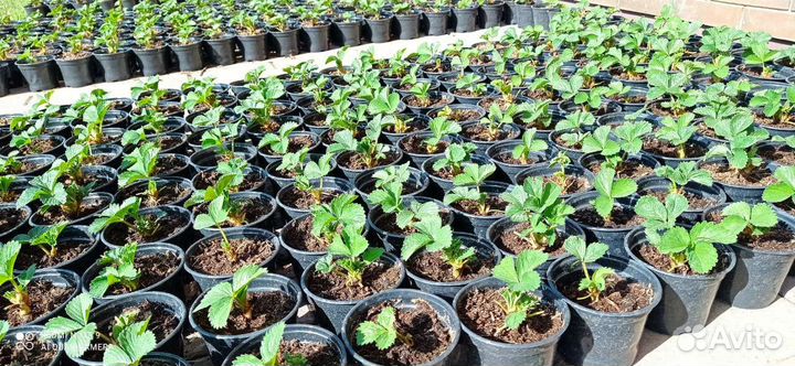 Рассада клубники Альба, Азия, Мурано, Кабрилло