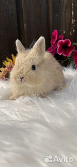 Карликовые декоративные крольчата mini
