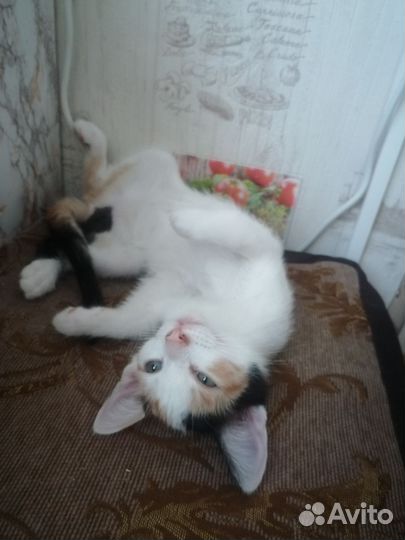 Красавчики- котята