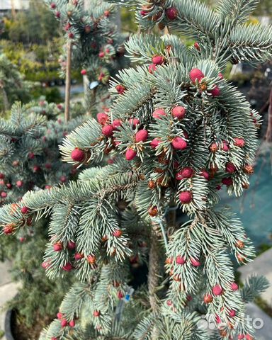 Ели, туи и можжевельники средние и крупные саженцы