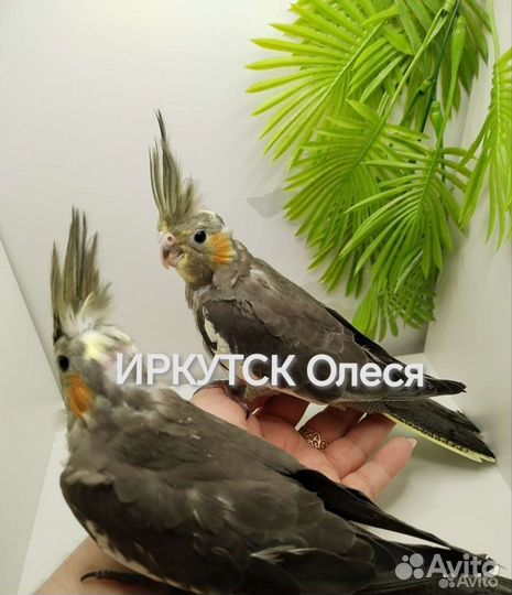 Ручные птенцы кореллы