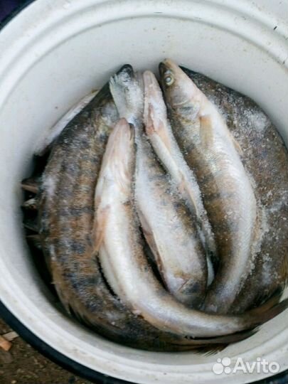 Судак, Берш, окунь крупный