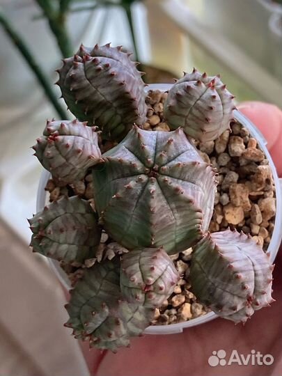 Редкие коллекционные эуфорбии(молочаи)