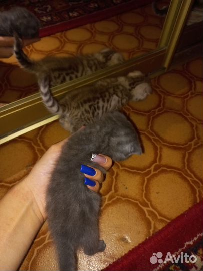 Шотландские вислоухие котята