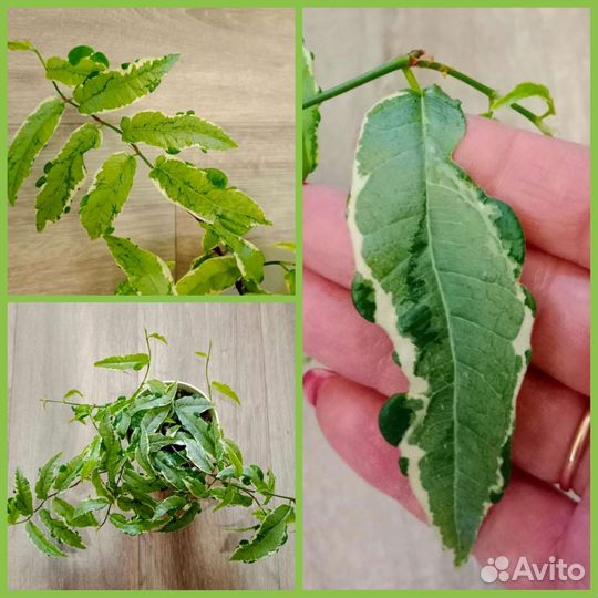 Фикус сагитата