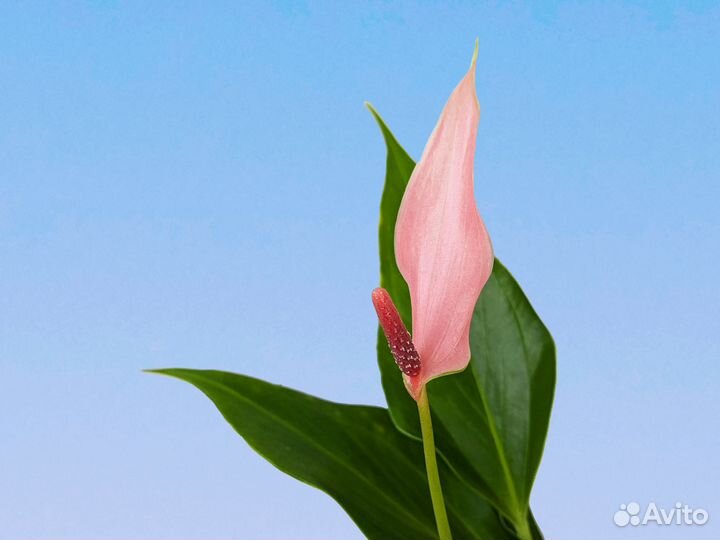 Антуриум Андре Лилли 10/30