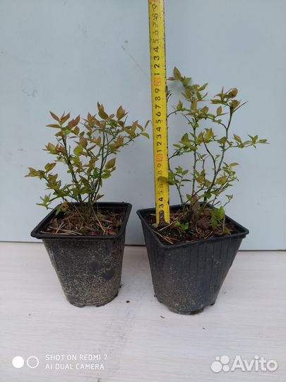 Саженцы голубики