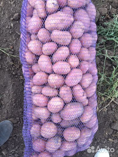 Картошка деревенская