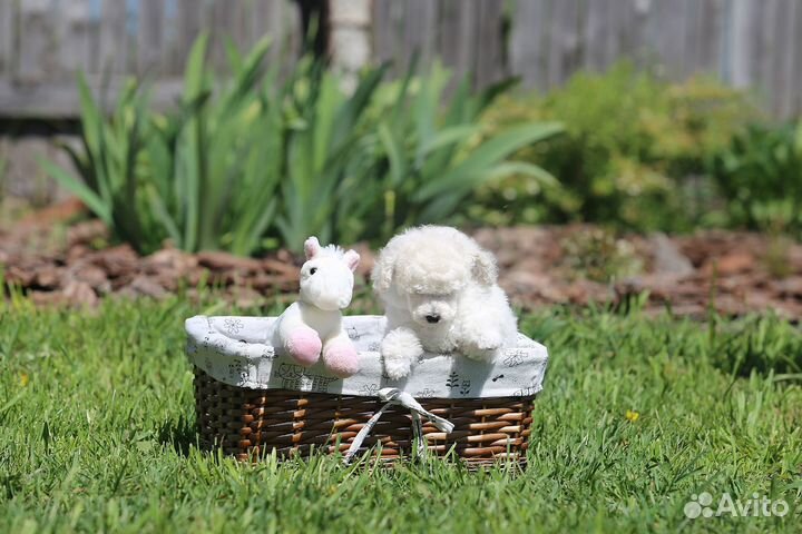 Той-пудель мини девочка