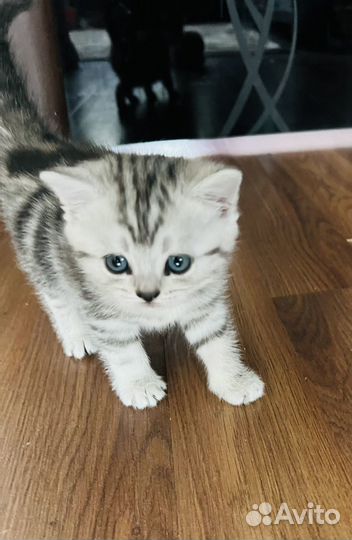 Шотландские котёнок