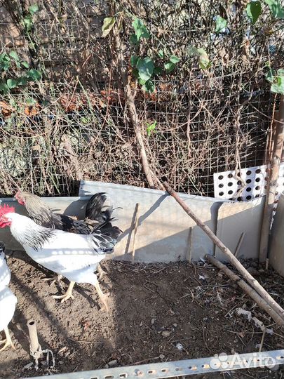 Петухи молодые 5 месяцев