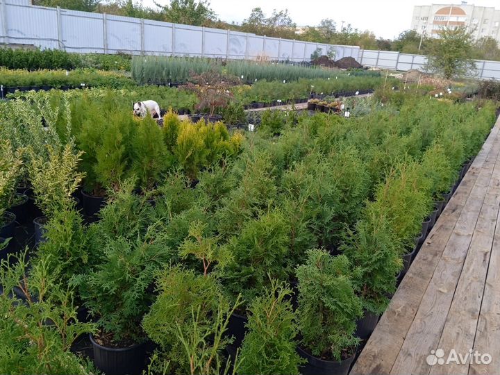 Саженцы декоративных растений для сада