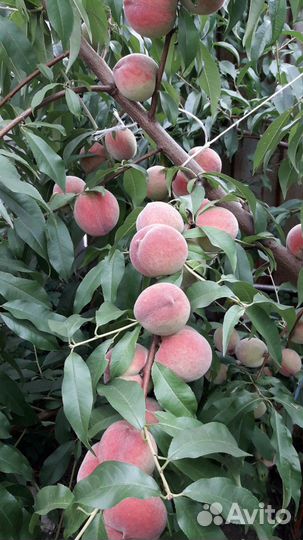 Саженцы плодово ягодных культур