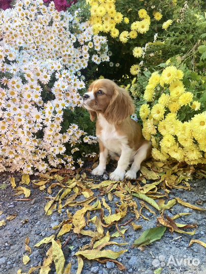 Кавалер Кинг Чарльз Спаниель (девочка щенок)