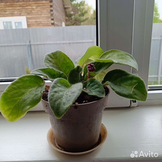 Фиалки сортовые