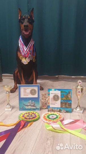 Доберман вязка