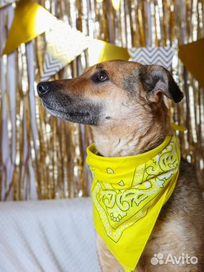 Предали собаку, ищем дом