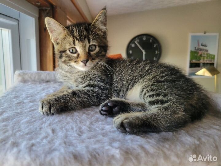 Крошечки в полосочку ищут семьи