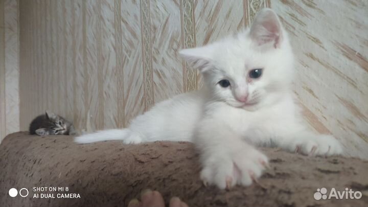 Отдам в добрые руки