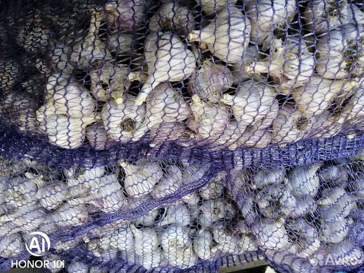 Чеснок, сорт Любаша