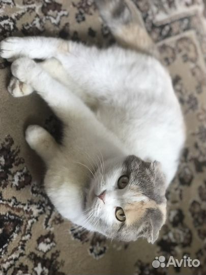 Шотландская вислоухая кошка бесплатно