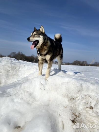 Метис хаски