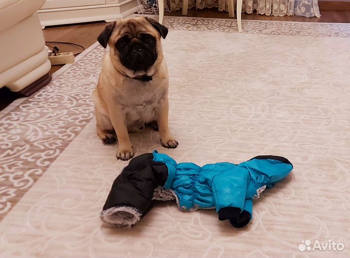 Зимний комбинезон для средних собак