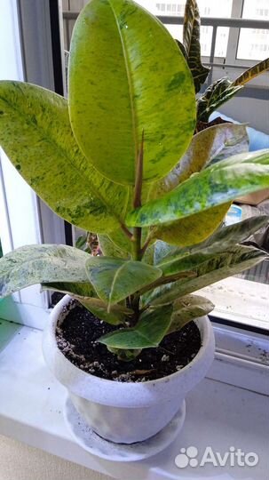 Фикус разные