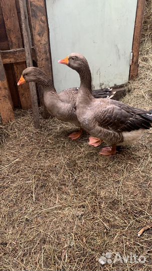 Гуси большая серая