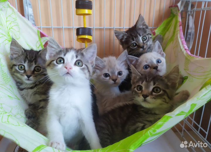Котятки ищут дом