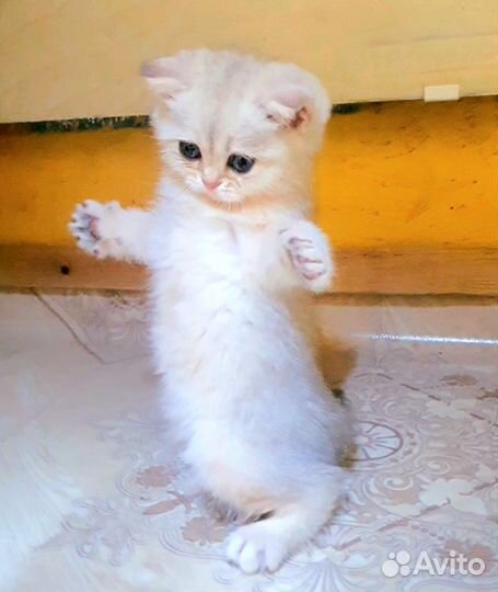 Шотландские котята