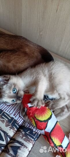 Котята