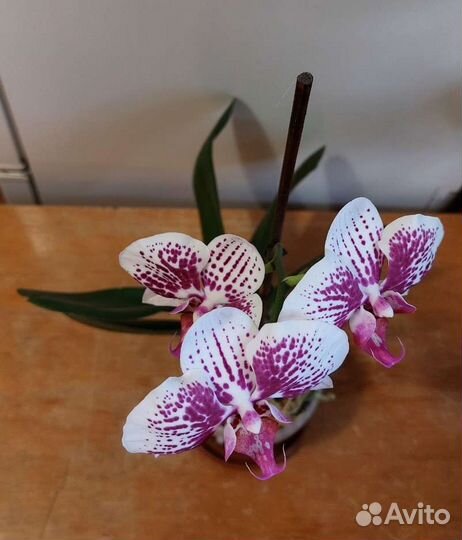 Комнатные цветы, растения