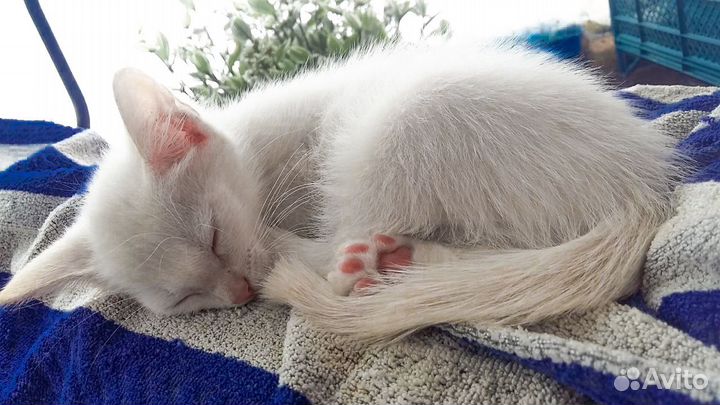 Белый котенок