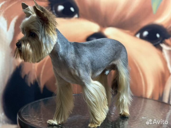 Стрижка собак на дому