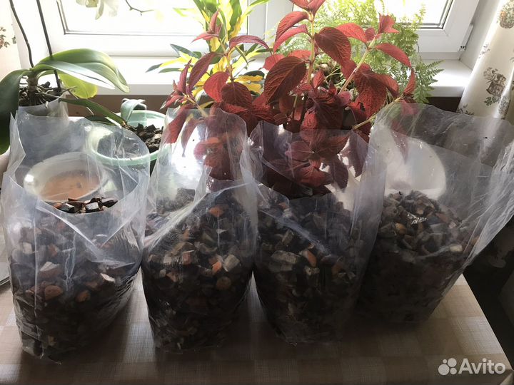 Красноголовики замороженные