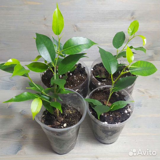 Фикусы разные, педилантус